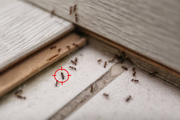 Best Wildlife Control Services  in Denver City, TX