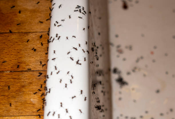 Pest Control for Restaurants in Denver City, TX