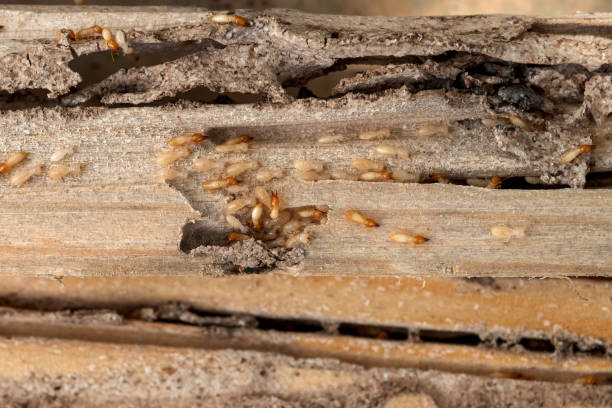 Best Wildlife Control Services  in Denver City, TX