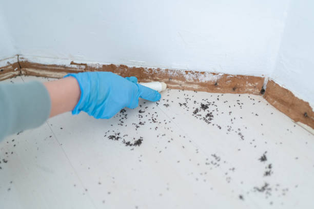Best Emergency Pest Control  in Denver City, TX